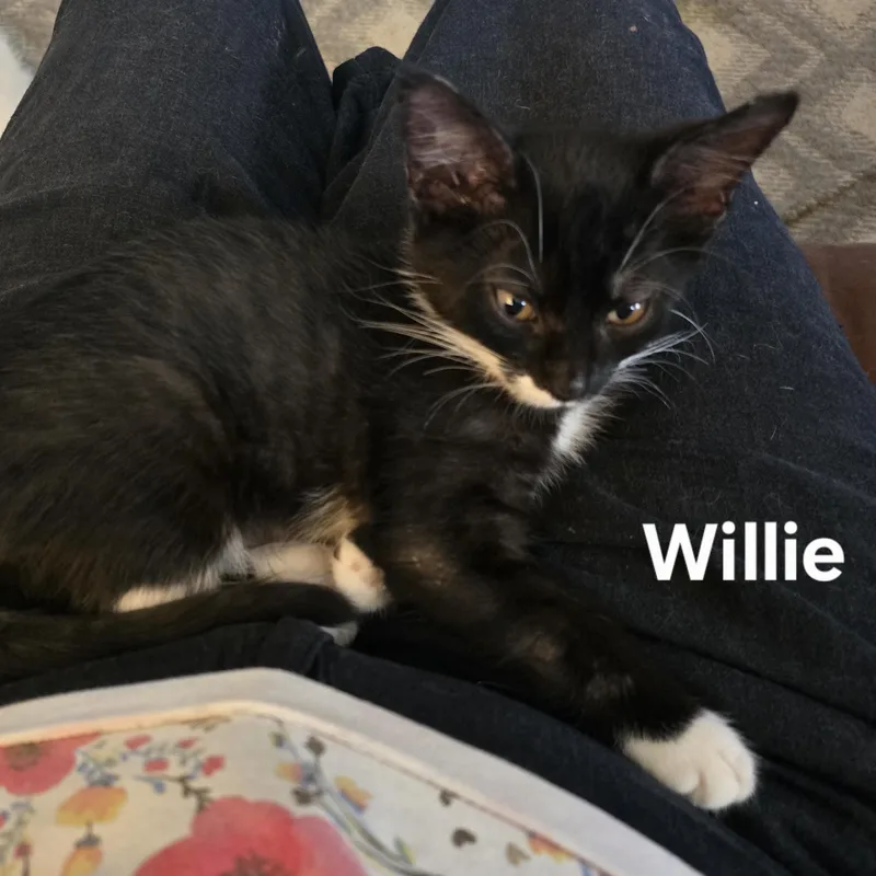Willie thumbnail 2