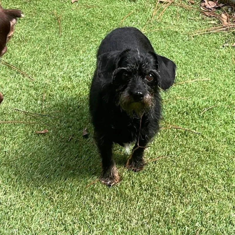 A senior small-sized male Black Dachshund (Miniature Long Haired) dog named Expresso for adoption in Semmes, AL
