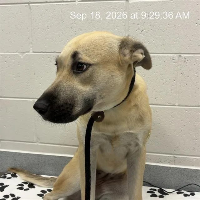 A young large-sized female German Shepherd Dog dog named Juniper for adoption in Ocala, FL