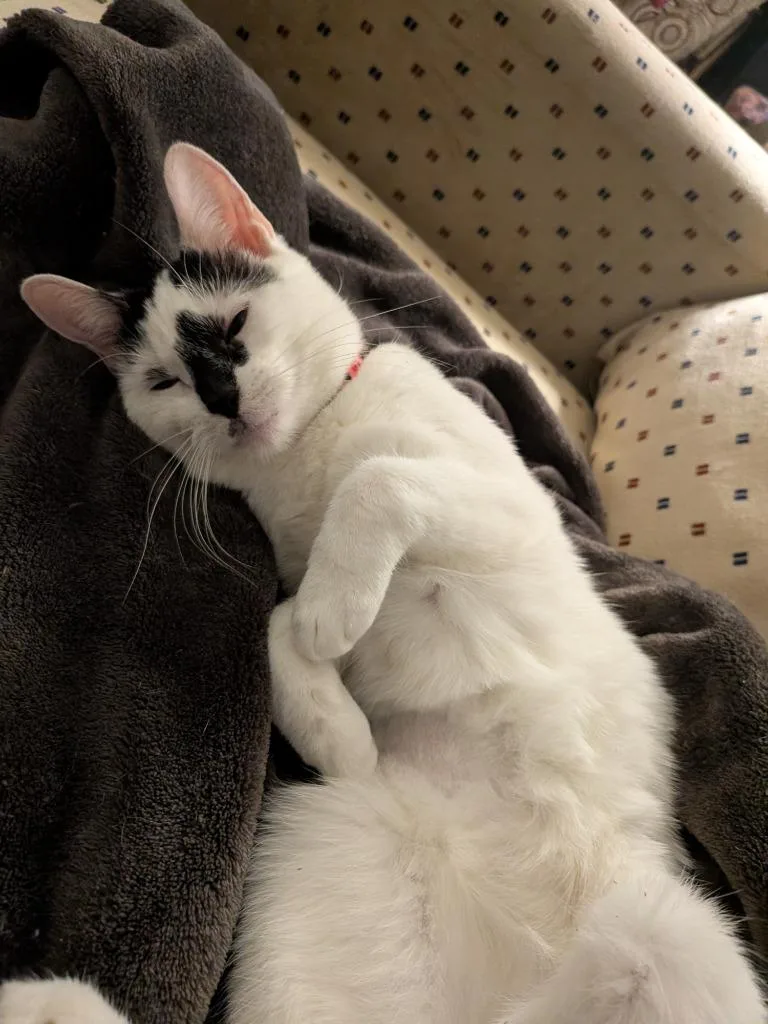 A young medium-sized female Domestic Short Hair cat named Avenue for adoption in Minneapolis, MN