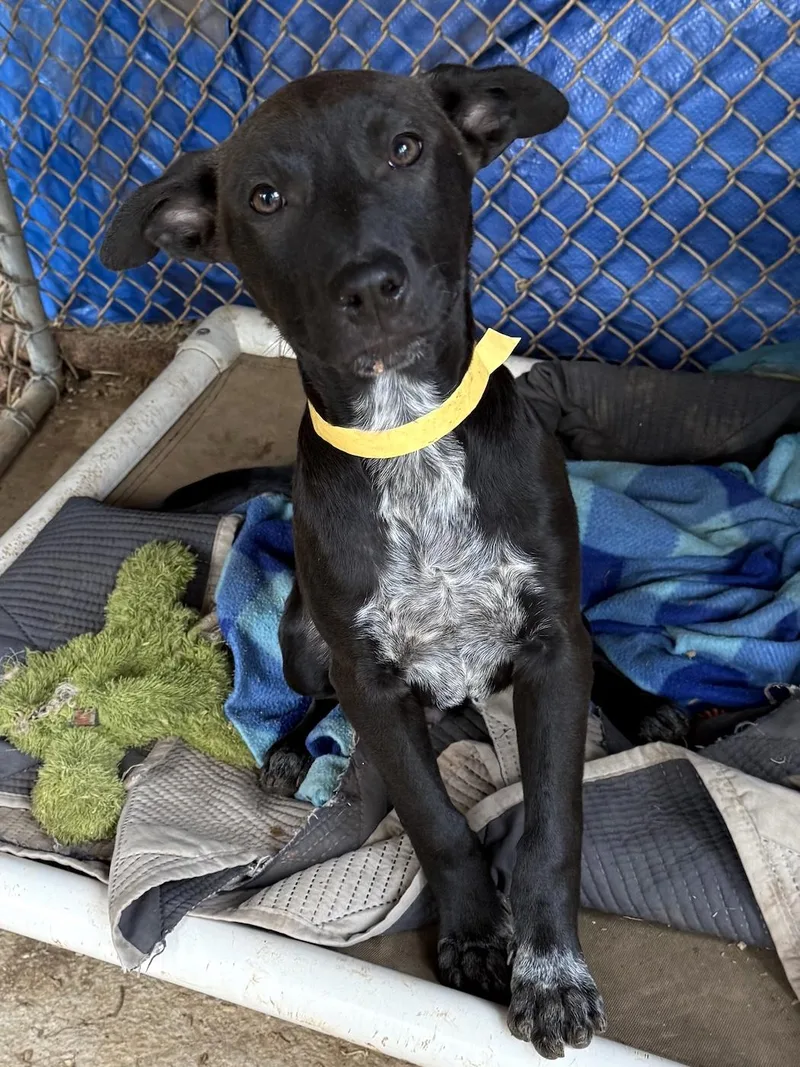 A baby medium-sized male Australian Cattle Dog / Blue Heeler dog named Dixie for adoption in Bedford, VA