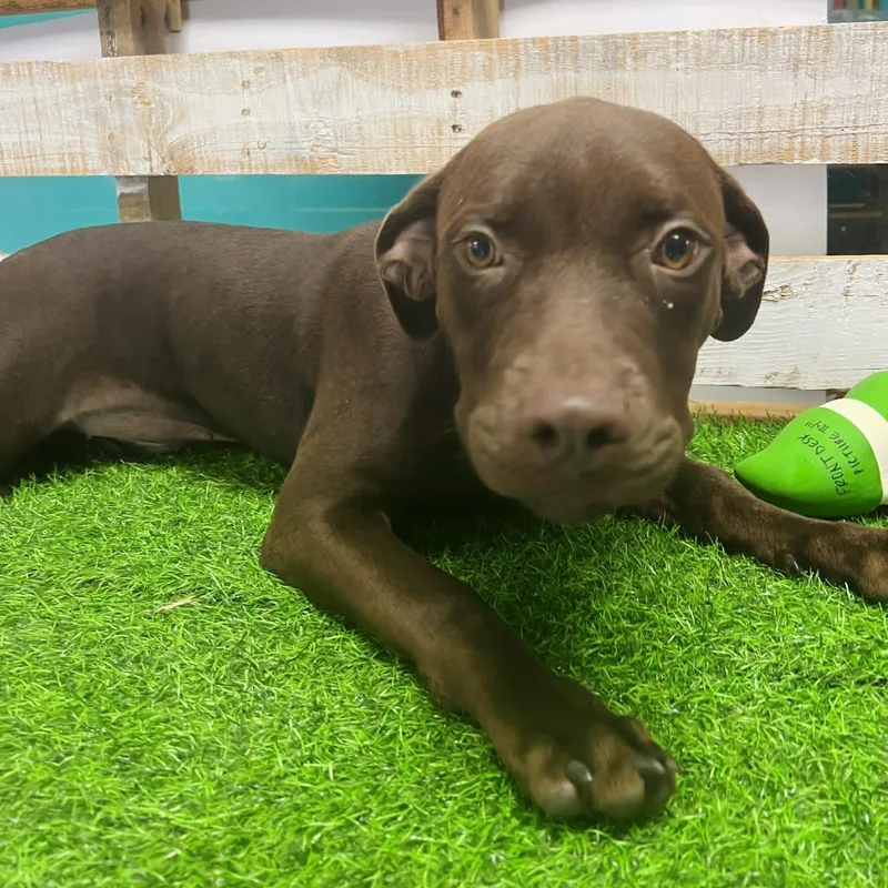 An adult large-sized female Brown / Chocolate Mixed Breed dog named Coco for adoption in Lake Jackson, TX