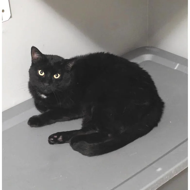 Octavius thumbnail 2