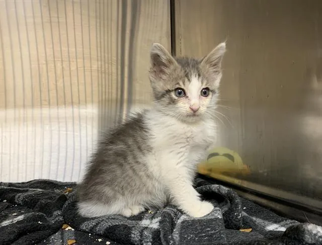 A baby small-sized male Domestic Short Hair cat named Mr.cutie for adoption in Grand Prairie, TX