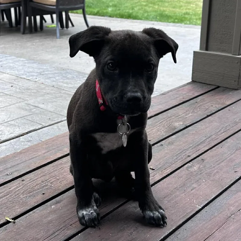 A baby small-sized male Black Mixed Breed dog named Dillar for adoption in Bend, OR