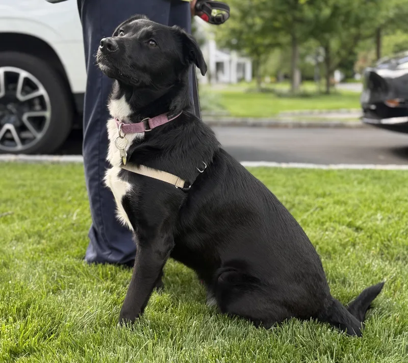 A young medium-sized female Black German Shepherd Dog dog named Ellie for adoption in Chatham, NJ