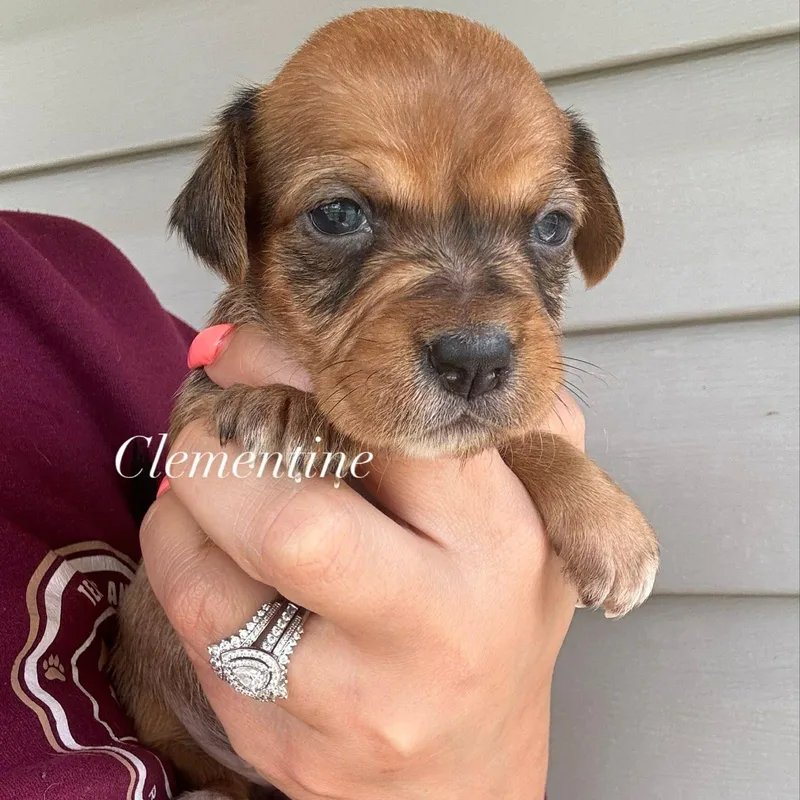 A baby small-sized female Golden Shih Tzu dog named Clementine for adoption in Crosby, TX