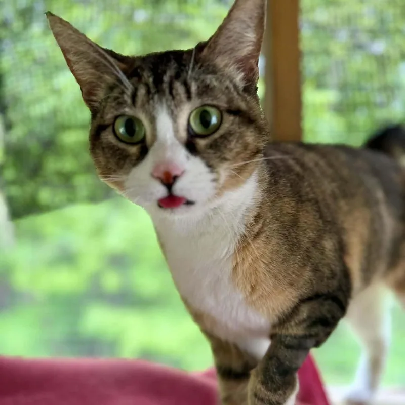 A young small-sized female Brown / Chocolate Domestic Short Hair cat named Danni for adoption in Talbott, TN