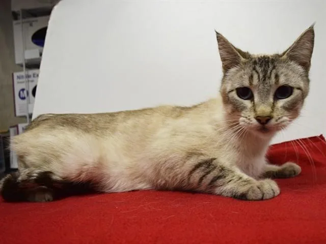A young medium-sized female Siamese cat named Pistachio for adoption in Sacramento, CA