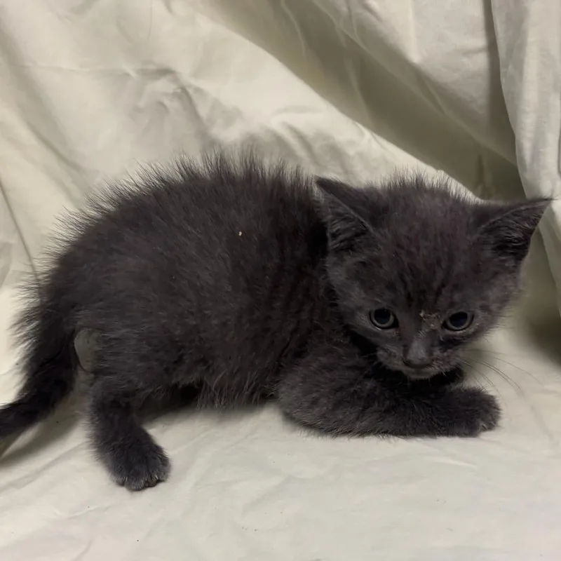 A baby small-sized male Gray / Blue / Silver Domestic Short Hair cat named Ares for adoption in Point Richmond, CA