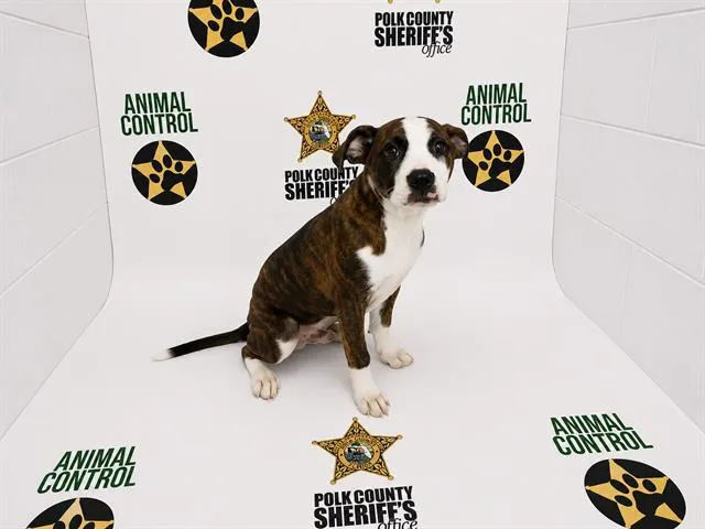 A baby small-sized male American Bulldog dog named A for adoption in Winter Haven, FL