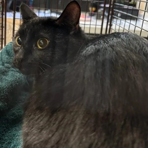 A young small-sized male Domestic Short Hair cat named Kyle for adoption in Des Moines, IA