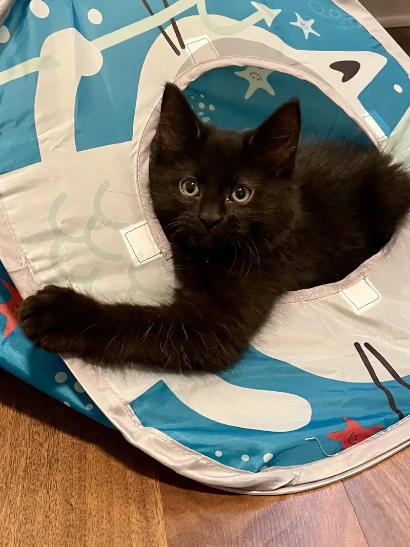 A young medium-sized male Black Domestic Medium Hair cat named Sprout for adoption in Aurora, CO