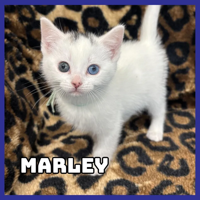 Marley