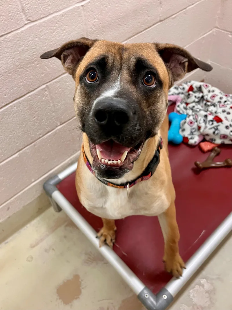 An adult large-sized female Yellow / Tan / Blond / Fawn Black Mouth Cur dog named Mindy for adoption in Frederick, MD