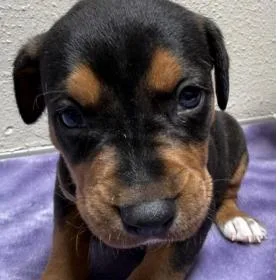 A baby small-sized male Rottweiler dog named Root Beer for adoption in Parker, CO