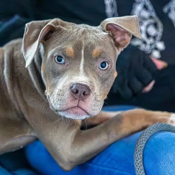 A baby medium-sized female Brown / Chocolate Mixed Breed dog named CoCo for adoption in Decatur, GA