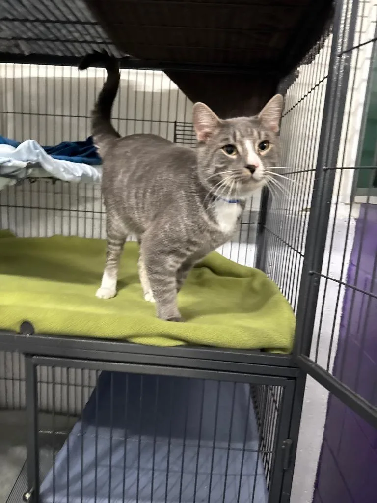 A young medium-sized male Domestic Short Hair cat named Aries for adoption in St. Albans, VT