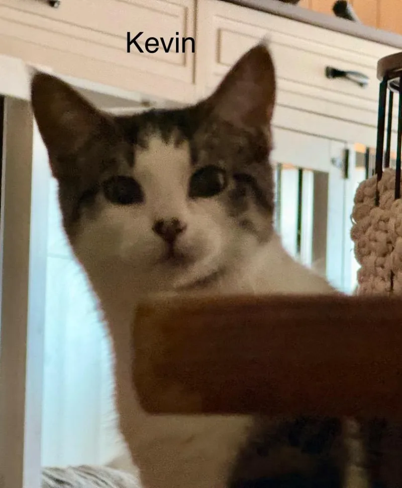 Kevin