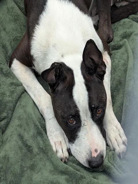 An adult large-sized male Pit Bull Terrier dog named Ace for adoption in Dallas, TX