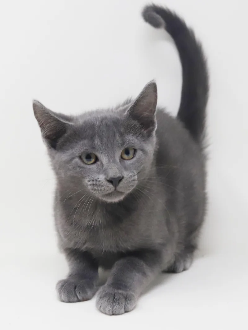 A baby small-sized female Russian Blue cat named Elaine is our ACOTR for adoption in Bedford Hills, NY