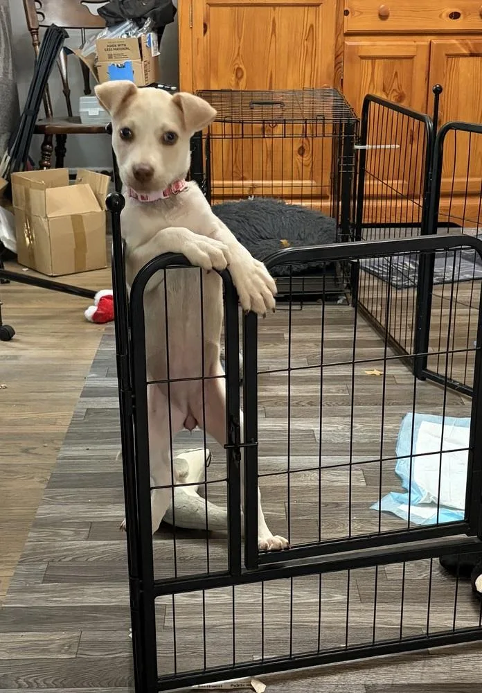 A baby small-sized female Dachshund dog named Nellie for adoption in Plymouth, MI