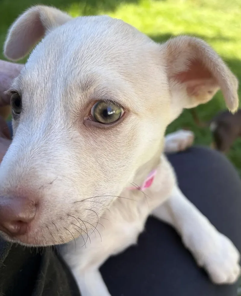 Nellie thumbnail 4