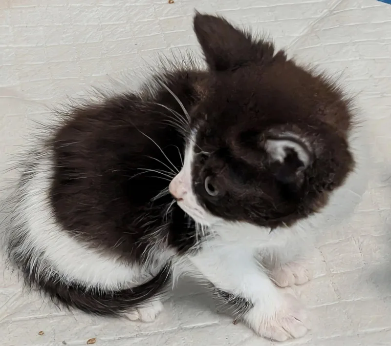 A baby medium-sized female Brown / Chocolate Domestic Medium Hair cat named Mushroom for adoption in Ypsilanti, MI