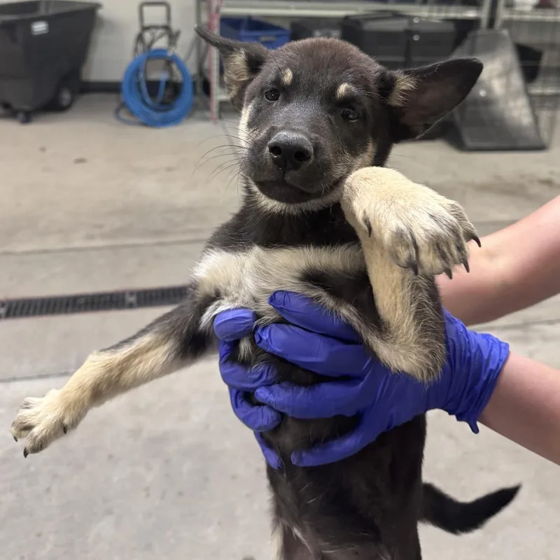 A baby medium-sized male Brown / Chocolate Mixed Breed dog named 112042 for adoption in Las Cruces, NM