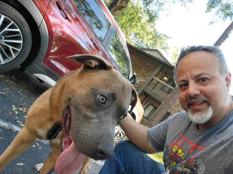 A young large-sized male Gray / Blue / Silver Blue Lacy dog named Benny for adoption in Winter Park, FL
