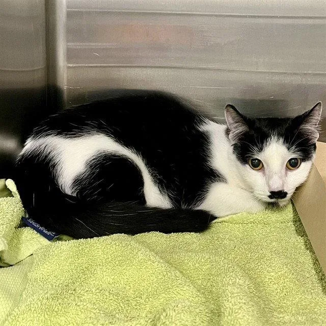 A young small-sized female Black & White / Tuxedo Domestic Short Hair cat named Mini for adoption in Tavares, FL