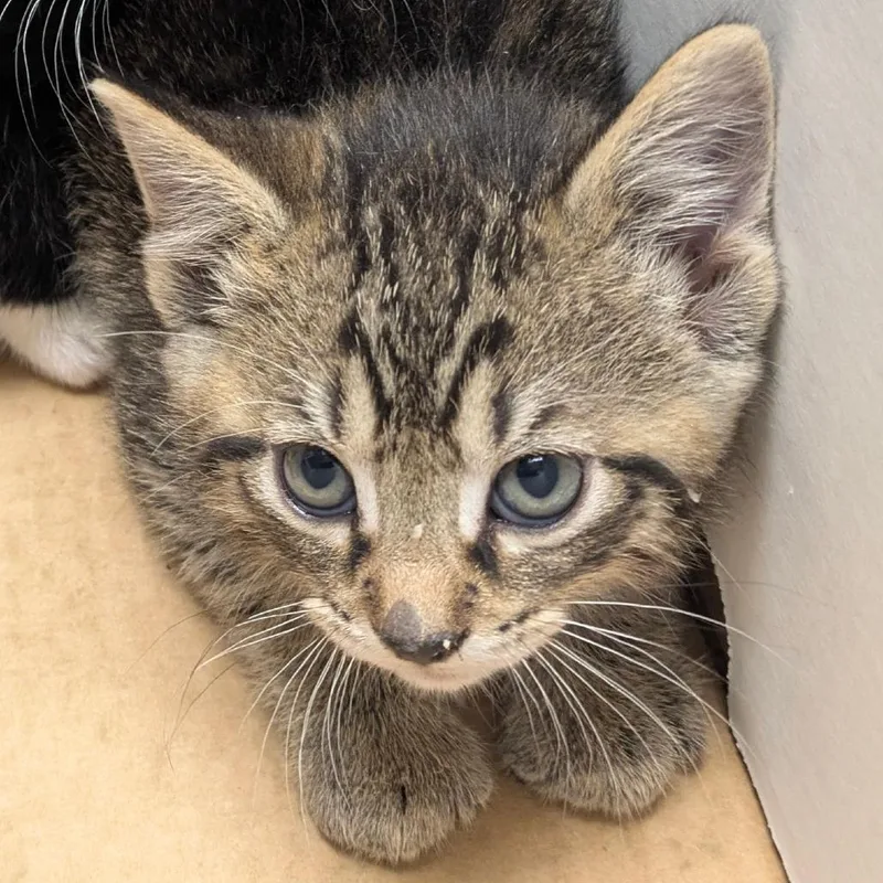 A baby small-sized male Brown / Chocolate Domestic Short Hair cat named Crispix for adoption in Chicago, IL