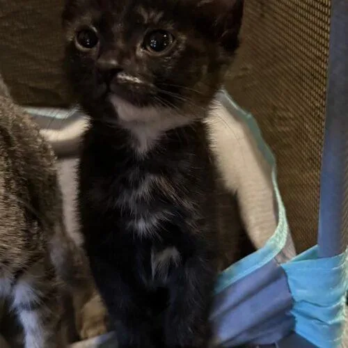 A baby small-sized female Domestic Long Hair cat named Poppy for adoption in Tampa, FL