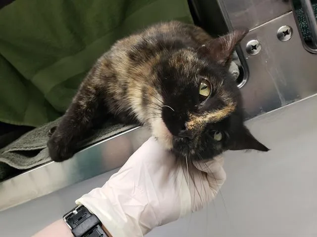 A young small-sized female Domestic Short Hair cat named Little Lady for adoption in Omaha, NE