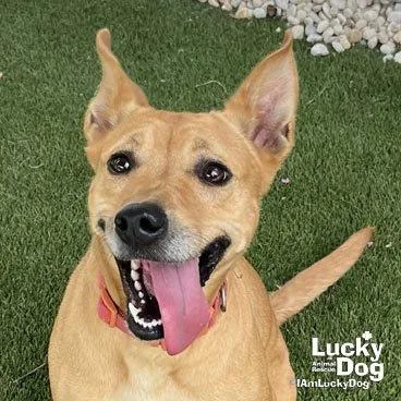 A young medium-sized female Shepherd dog named Skye for adoption in Washington, DC
