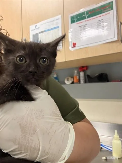 A baby small-sized male Domestic Short Hair cat named Clam for adoption in Riverside, CA