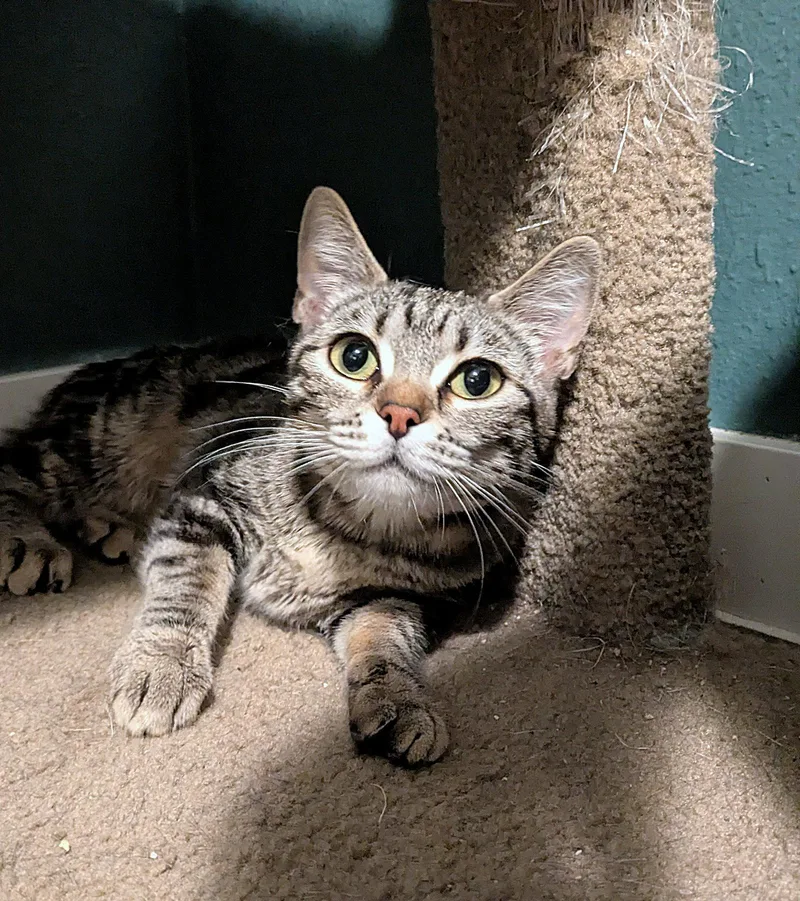 OLIVE Needs Patient