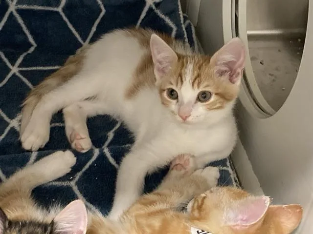 A baby small-sized male Domestic Short Hair cat named Traffic Cone for adoption in Tustin, CA