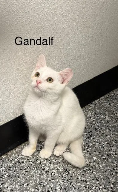 Gandalf
