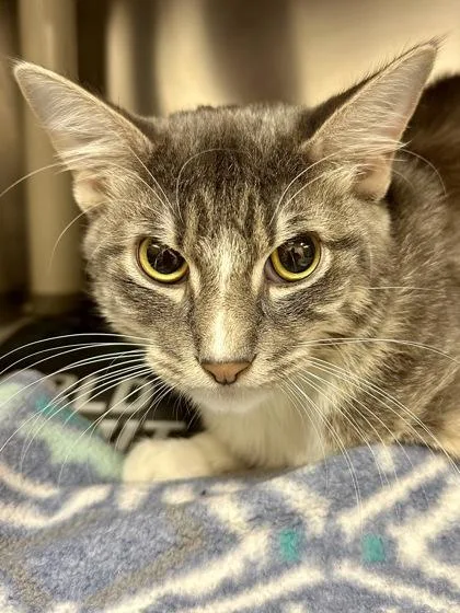 An adult medium-sized male Gray / Blue / Silver Domestic Short Hair cat named Chilly for adoption in Wichita, KS