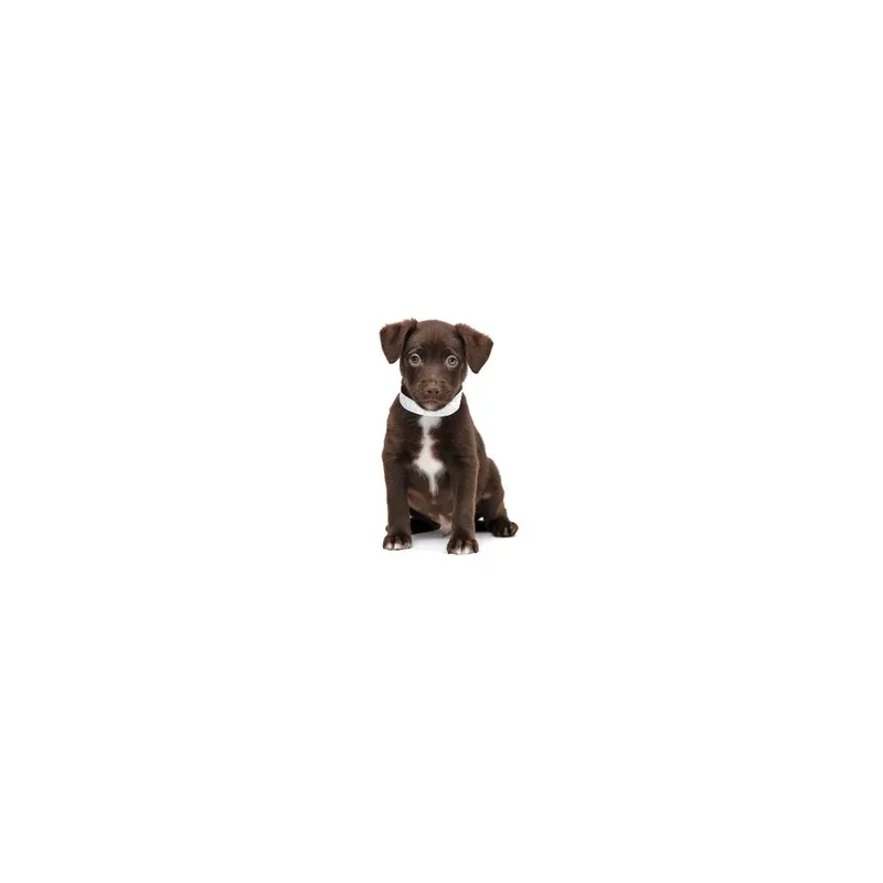 A baby medium-sized male Brown / Chocolate Border Collie dog named Lionel for adoption in Playa Vista, CA