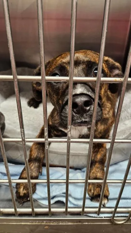 An adult medium-sized male Mixed Breed dog named Charlie for adoption in West Chester, PA
