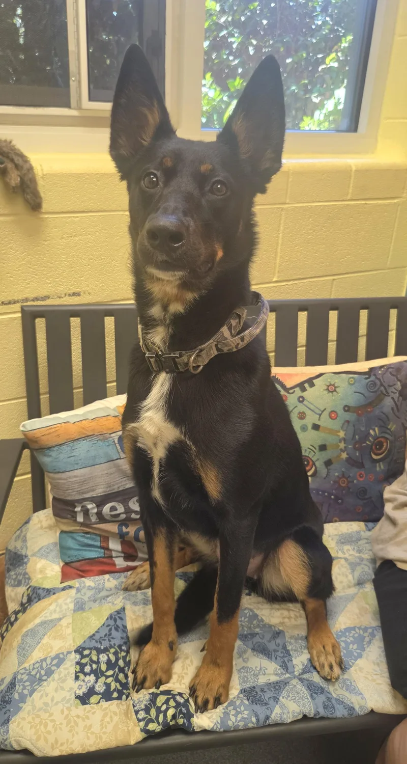 A young small-sized female Bicolor Shepherd dog named Moonie for adoption in Amherst, VA
