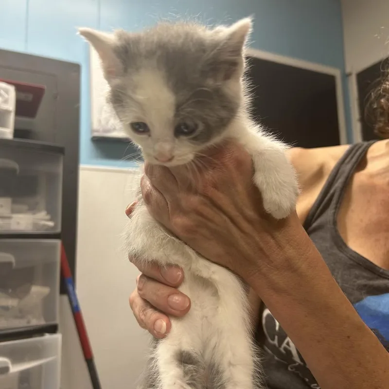 A young small-sized female Gray / Blue / Silver Domestic Short Hair cat named Wavy for adoption in Morganton, NC