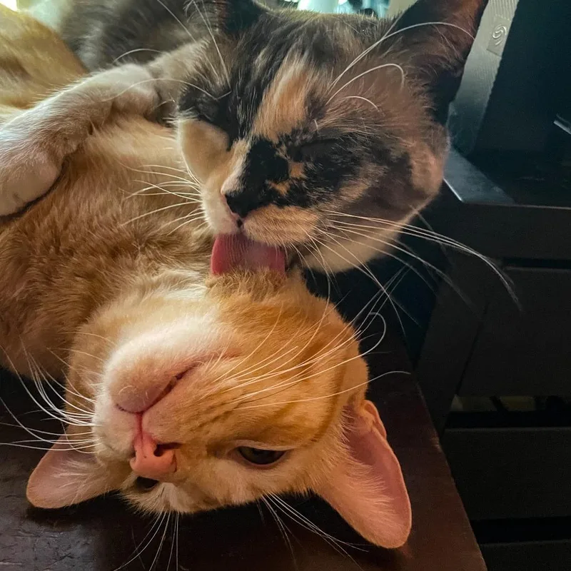 An adult small-sized female Calico Domestic Short Hair cat named Ms. Marble for adoption in Los Angeles, CA