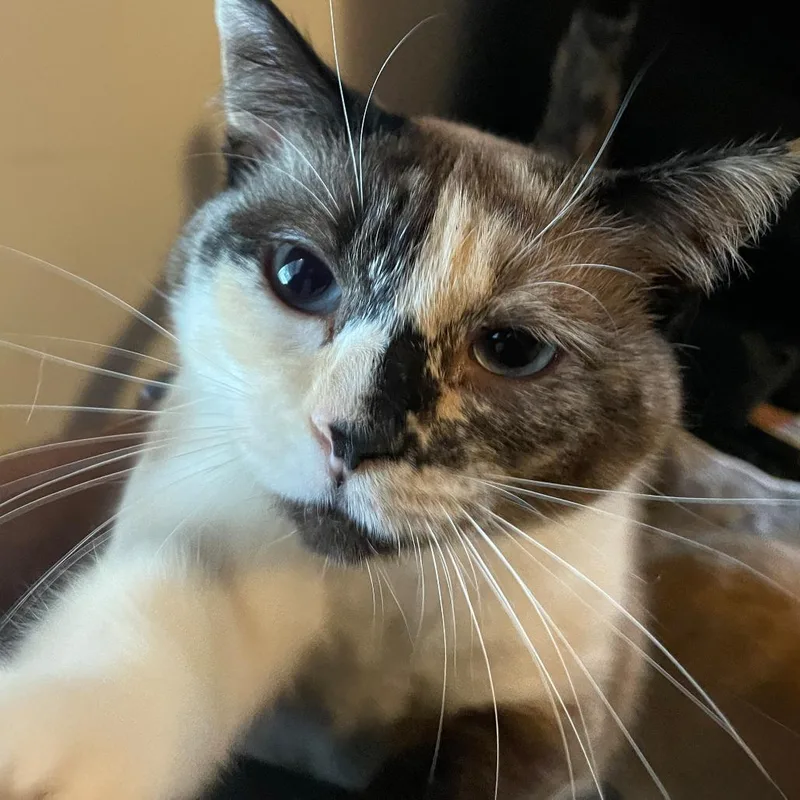Ms. Marble thumbnail 4