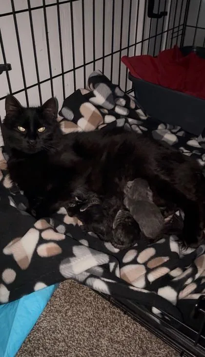 An adult large-sized female Domestic Medium Hair cat named Sabrina for adoption in Divide, CO