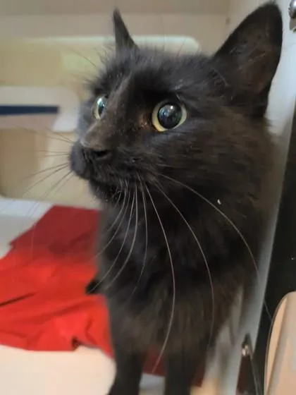 Sabrina thumbnail 3