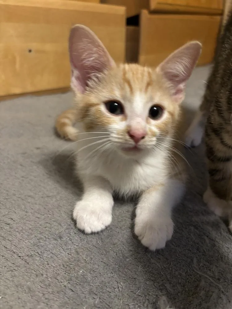 A baby medium-sized male Tabby (Orange / Red) Domestic Short Hair cat named Scotch for adoption in Salisbury, NC