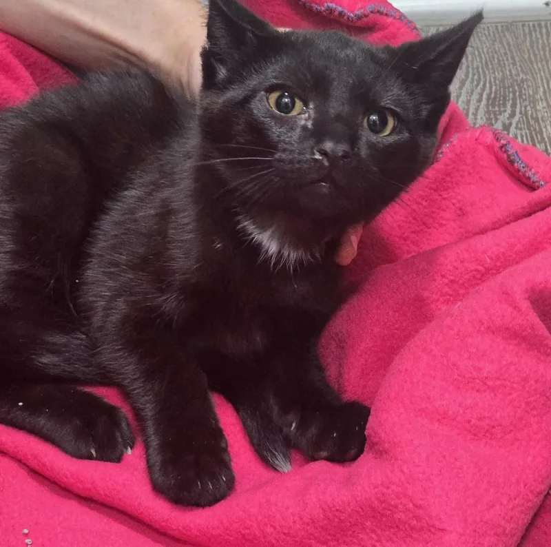 A young medium-sized male Black Domestic Short Hair cat named Martin for adoption in Dickson, TN